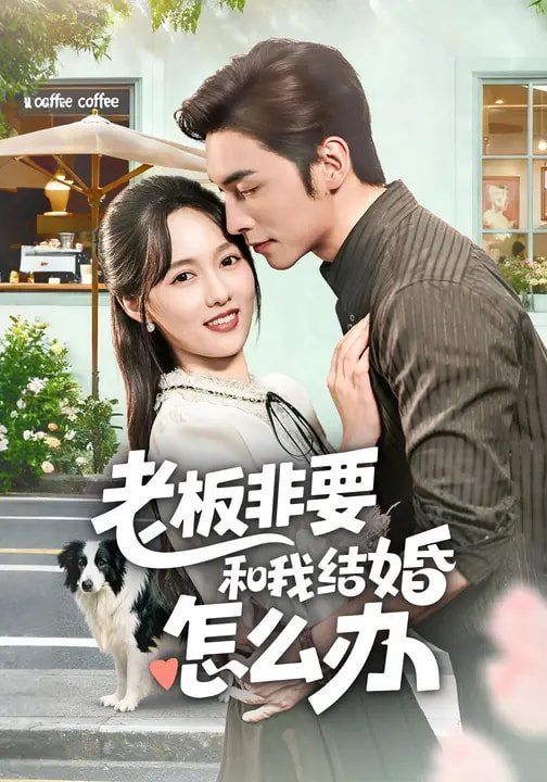 老板非要和我结婚怎么办短剧